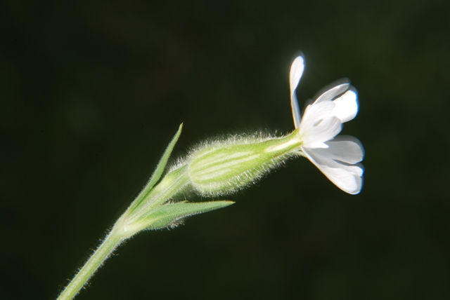 Silene alba